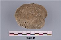 藏品(二枚貝類)的圖片